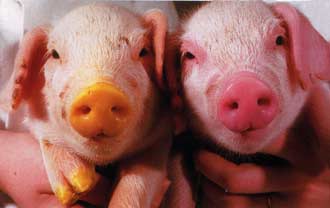 Farbschwein

Ein Quallen- Gen hat sich 
in die Schweine- DNS 
integriert. Bis auf das
Farbstoffsegment sind die
Tiere identisch, da sie aus
Zellen desselben Start-Up-
Individuums geklont wurden.

Modell:
klon-pi.366.pixelpig