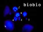 biobio produziert DNA- Entitaeten in
jedweder Kombination.
